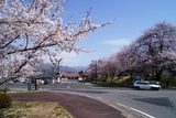 桜の名所でもあります。昨年の様子１