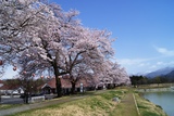 桜の名所でもあります。昨年の様子２