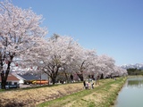 2012桜八方池築提西