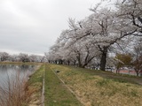 喜多の郷八方池の桜